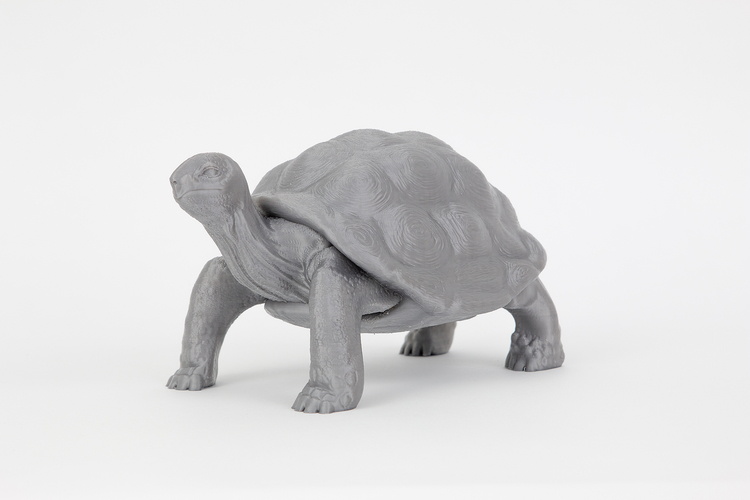 Tortoise 3D Print 244914