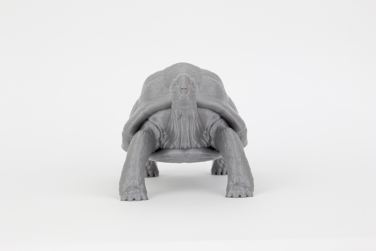 Tortoise 3D Print 244915