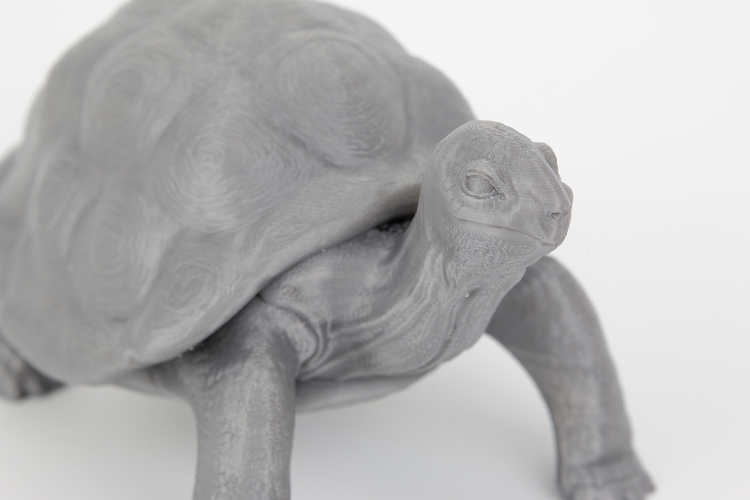 Tortoise 3D Print 244916
