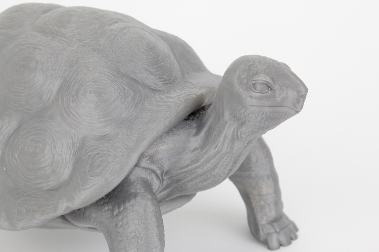 Tortoise 3D Print 244917