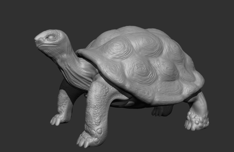 Tortoise 3D Print 244920