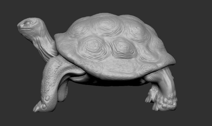 Tortoise 3D Print 244921