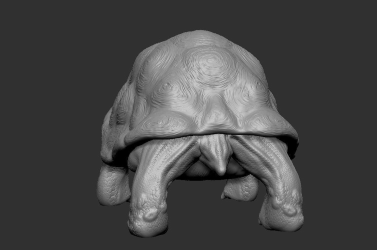 Tortoise 3D Print 244922