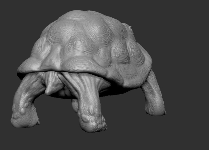 Tortoise 3D Print 244923