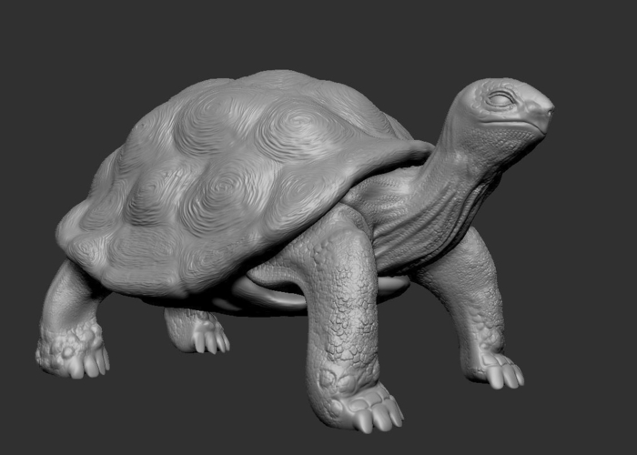 Tortoise 3D Print 244924