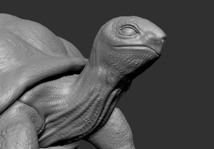 Tortoise 3D Print 244925