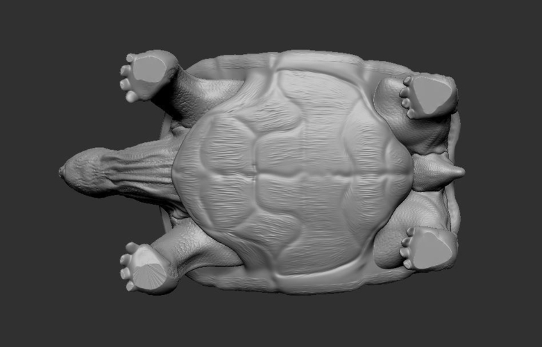 Tortoise 3D Print 244927