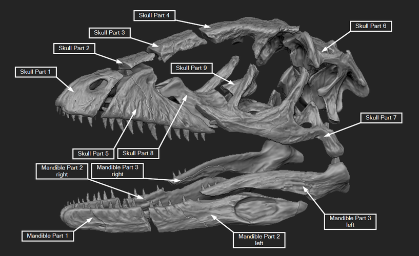 Deinonychus Skull (Part 1/2) 3D Print 245455 Deinonychus Skull (Part 1/2) 3D Print 245455