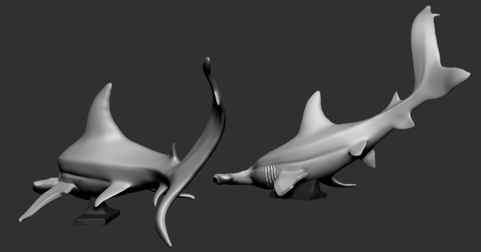 Hammerhead shark 3D Print 247710 Hammerhead shark 3D Print 247710