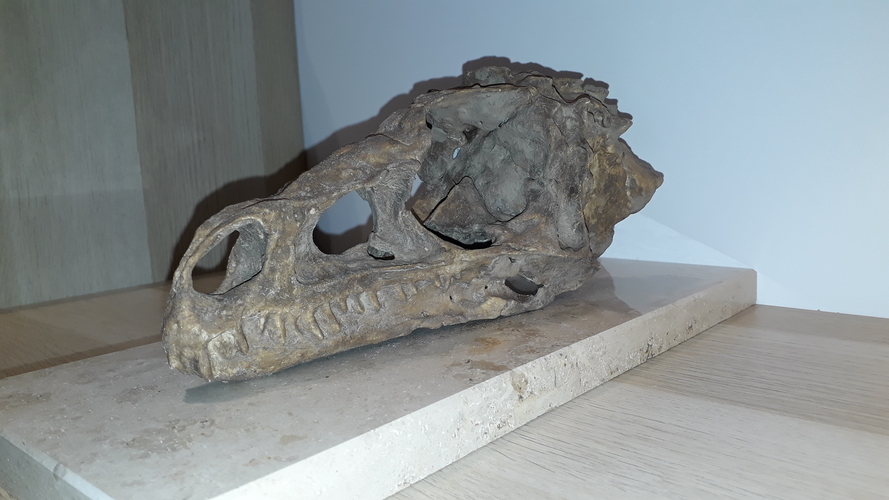 Dinosaur Eoraptor Skull 3D Print 248246 Dinosaur Eoraptor Skull 3D Print 248246
