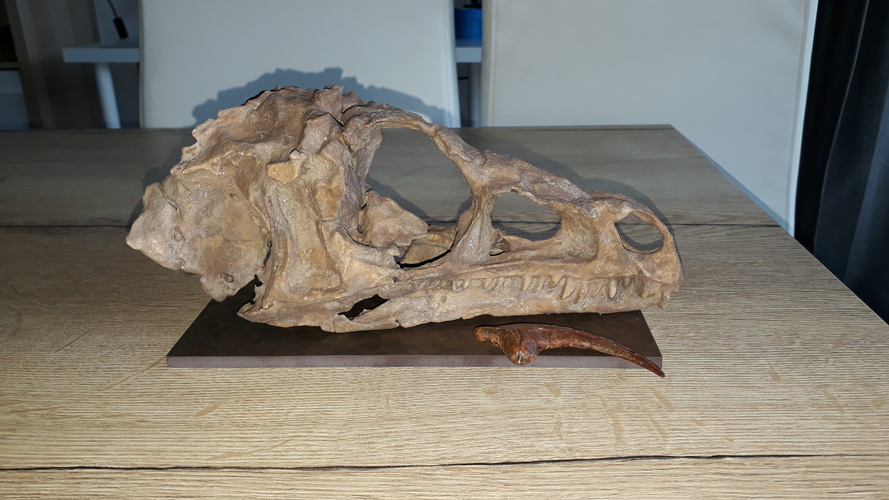 Dinosaur Eoraptor Skull 3D Print 248247 Dinosaur Eoraptor Skull 3D Print 248247