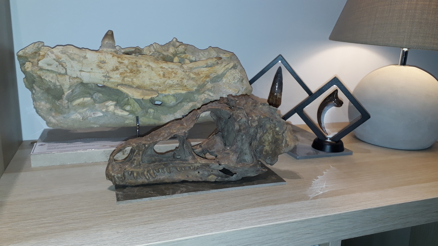 Dinosaur Eoraptor Skull 3D Print 248249 Dinosaur Eoraptor Skull 3D Print 248249