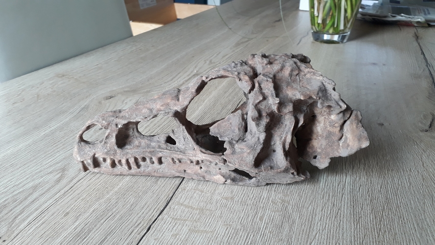 Dinosaur Eoraptor Skull 3D Print 249258 Dinosaur Eoraptor Skull 3D Print 249258