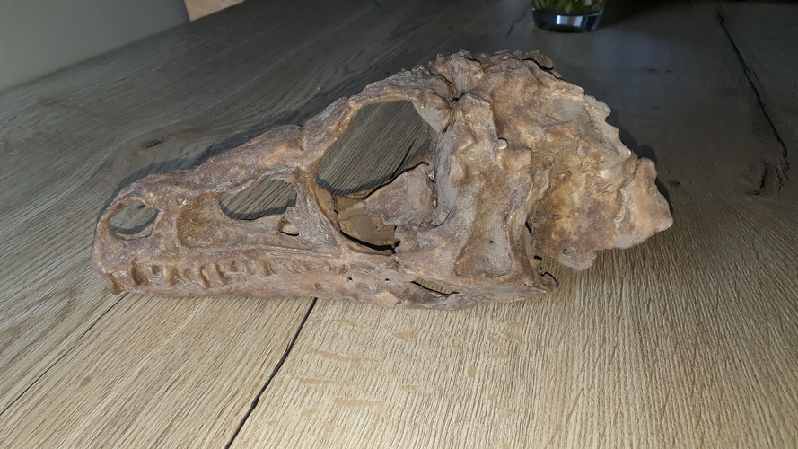 Dinosaur Eoraptor Skull 3D Print 249260 Dinosaur Eoraptor Skull 3D Print 249260