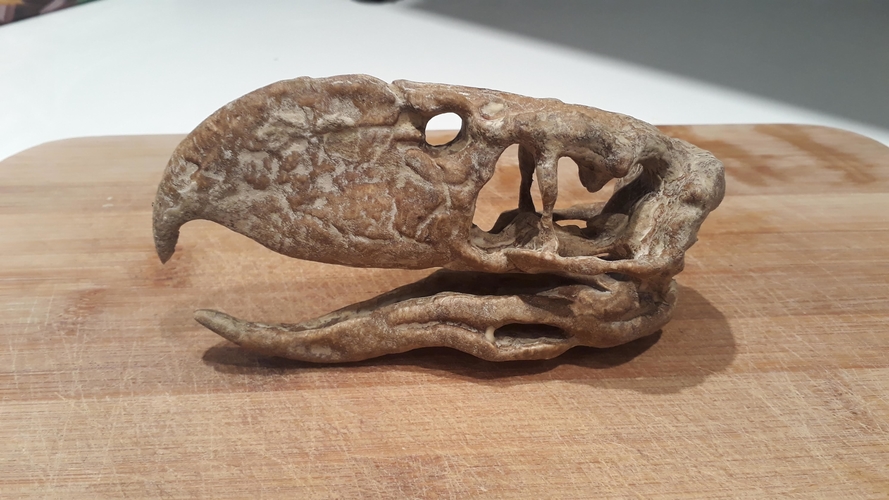 Terror bird skull - Andalgalornis 3D Print 257314 Terror bird skull - Andalgalornis 3D Print 257314