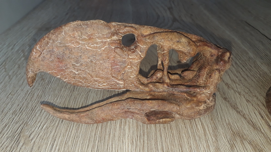 Terror bird skull - Andalgalornis 3D Print 257315 Terror bird skull - Andalgalornis 3D Print 257315