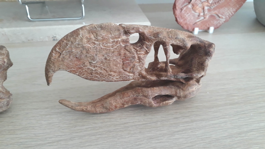 Terror bird skull - Andalgalornis 3D Print 257316 Terror bird skull - Andalgalornis 3D Print 257316