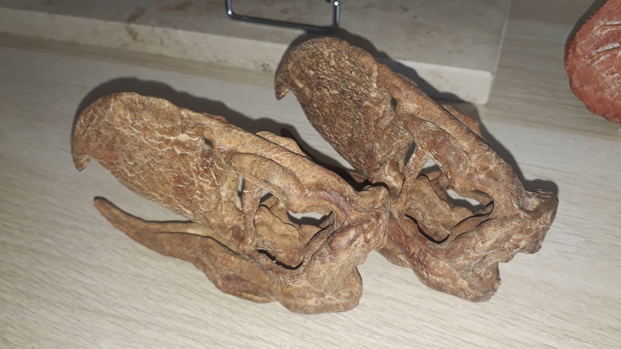 Terror bird skull - Andalgalornis 3D Print 257317 Terror bird skull - Andalgalornis 3D Print 257317