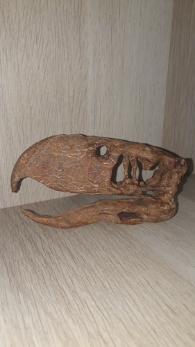 Terror bird skull - Andalgalornis 3D Print 257318 Terror bird skull - Andalgalornis 3D Print 257318