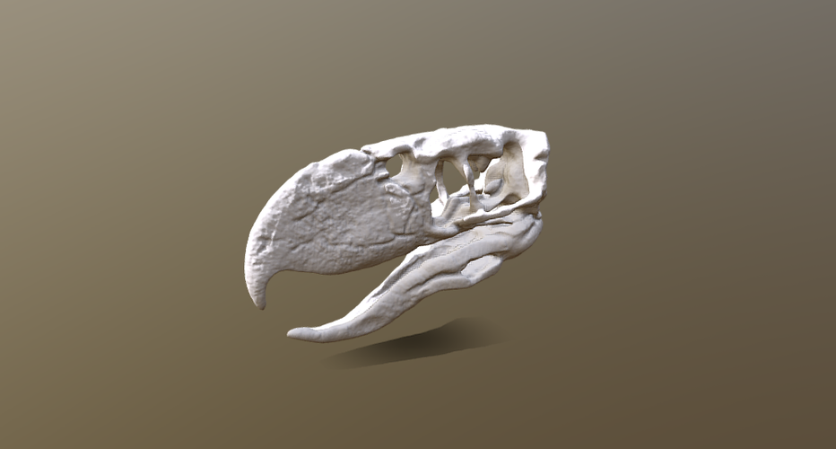 Terror bird skull - Andalgalornis 3D Print 257319 Terror bird skull - Andalgalornis 3D Print 257319