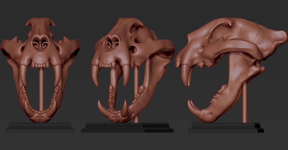 TIGER SKULL 3D Print 262936 TIGER SKULL 3D Print 262936