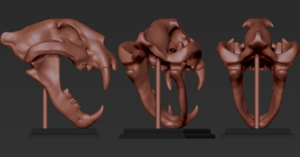 TIGER SKULL 3D Print 262938 TIGER SKULL 3D Print 262938