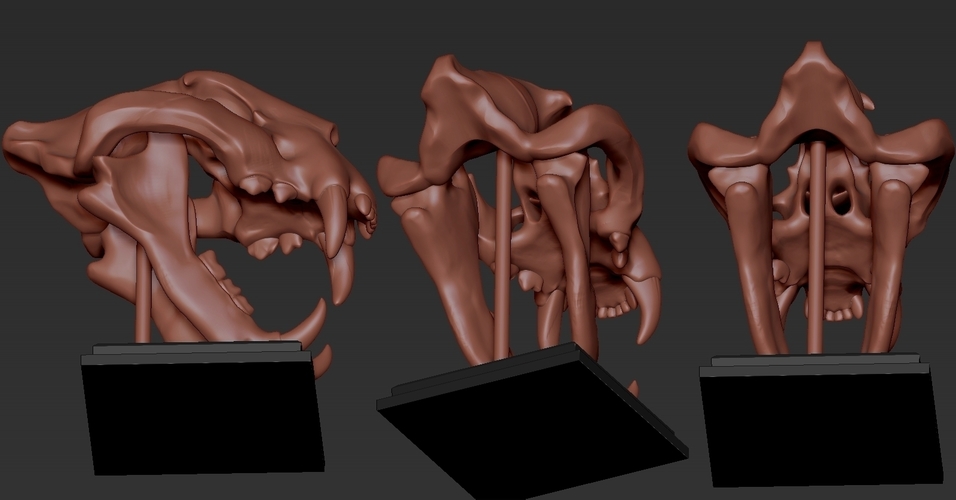 TIGER SKULL 3D Print 262939 TIGER SKULL 3D Print 262939