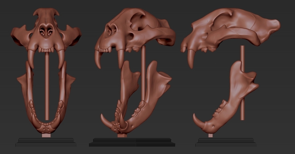 TIGER SKULL 3D Print 262944 TIGER SKULL 3D Print 262944