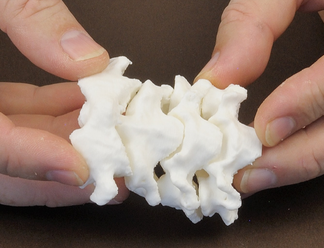 Human cervical vertebrae 3D Print 265838