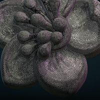 Apple flower - Thumbnail 12