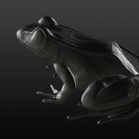 Leopard Frog (Rana pipiens) - Thumbnail 2
