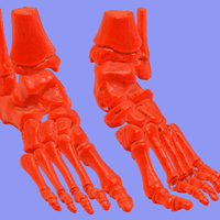 Small foot bone 3D Printing 94795