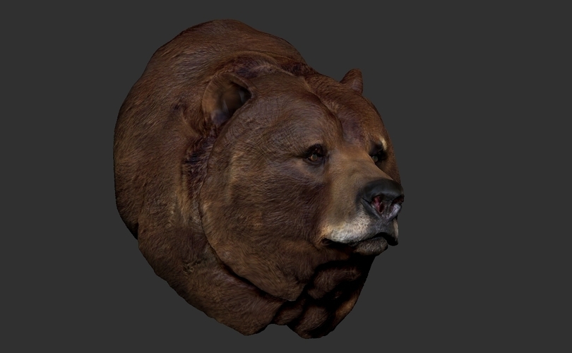 Grizzly bear bust 3D Print 97400