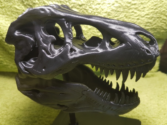 The T-Rex Skull 3D Print 13729 The T-Rex Skull 3D Print 13729