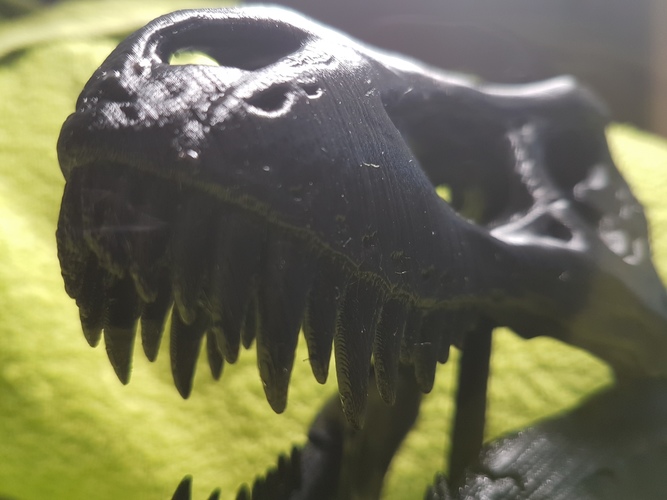 The T-Rex Skull 3D Print 13730 The T-Rex Skull 3D Print 13730