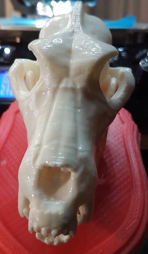 Boneheads S1: Wolf Skull w/ Jaw - 3DKitbash.com 3D Print 13731 Boneheads S1: Wolf Skull w/ Jaw - 3DKitbash.com 3D Print 13731
