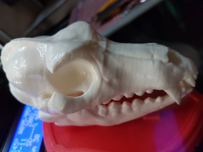 Boneheads S1: Wolf Skull w/ Jaw - 3DKitbash.com 3D Print 13732 Boneheads S1: Wolf Skull w/ Jaw - 3DKitbash.com 3D Print 13732