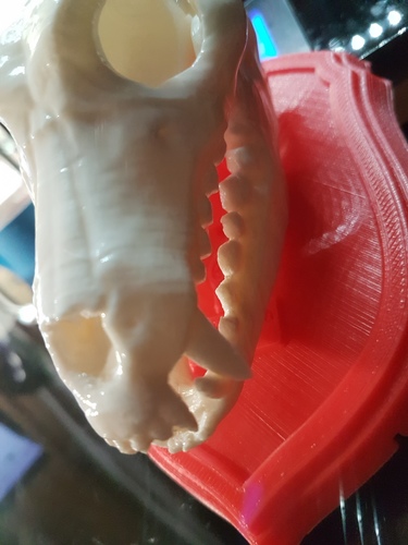 Boneheads S1: Wolf Skull w/ Jaw - 3DKitbash.com 3D Print 13733 Boneheads S1: Wolf Skull w/ Jaw - 3DKitbash.com 3D Print 13733
