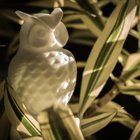 Small Owl 3D Printing 15733