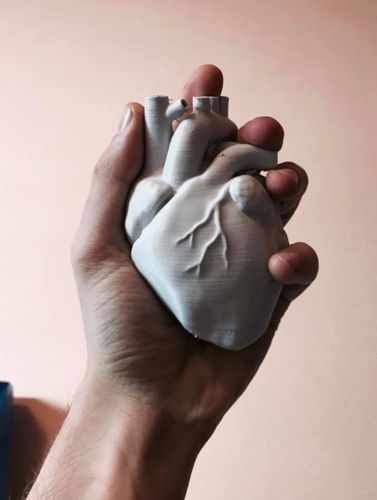 Anatomical Heart 3D Print 15950 Anatomical Heart 3D Print 15950
