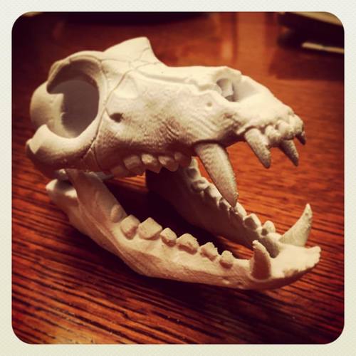 Boneheads S1: Wolf Skull w/ Jaw - 3DKitbash.com 3D Print 16222 Boneheads S1: Wolf Skull w/ Jaw - 3DKitbash.com 3D Print 16222