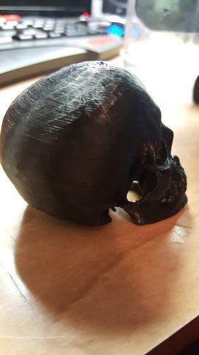 Skull 3D Print 16973 Skull 3D Print 16973