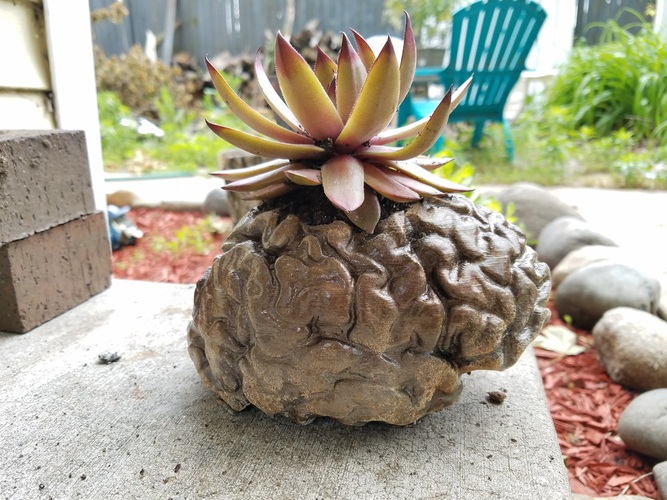 Hollow Human Brain Planter 3D Print 20566 Hollow Human Brain Planter 3D Print 20566