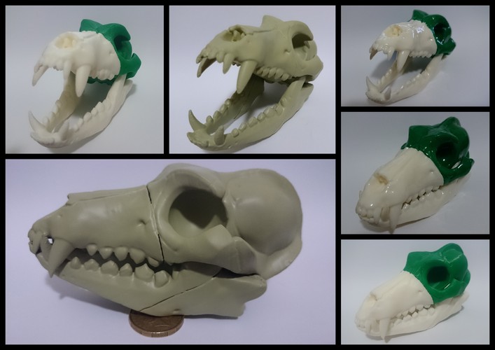Boneheads S1: Wolf Skull w/ Jaw - 3DKitbash.com 3D Print 2117 Boneheads S1: Wolf Skull w/ Jaw - 3DKitbash.com 3D Print 2117