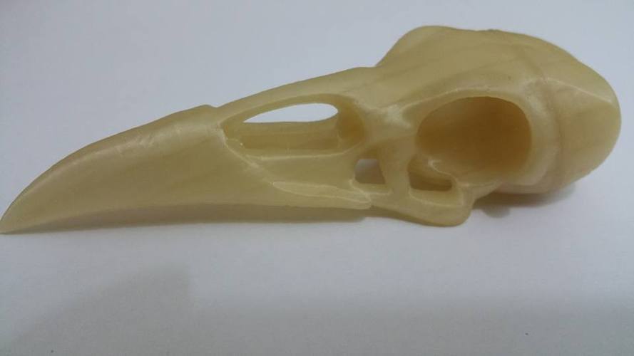 Boneheads: Raven - Skull Kit - PROMO - 3DKitbash.com 3D Print 2262 Boneheads: Raven - Skull Kit - PROMO - 3DKitbash.com 3D Print 2262
