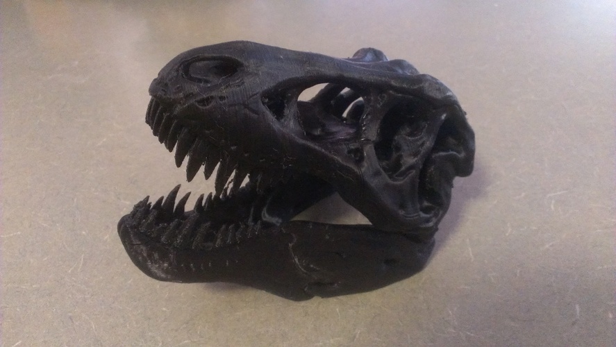 The T-Rex Skull 3D Print 23604 The T-Rex Skull 3D Print 23604