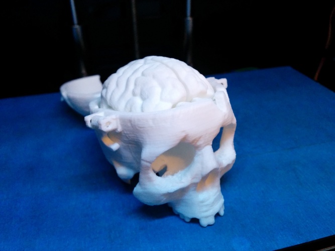 Boneheads: Skull Box w/ Brain - via 3DKitbash.com 3D Print 2549 Boneheads: Skull Box w/ Brain - via 3DKitbash.com 3D Print 2549