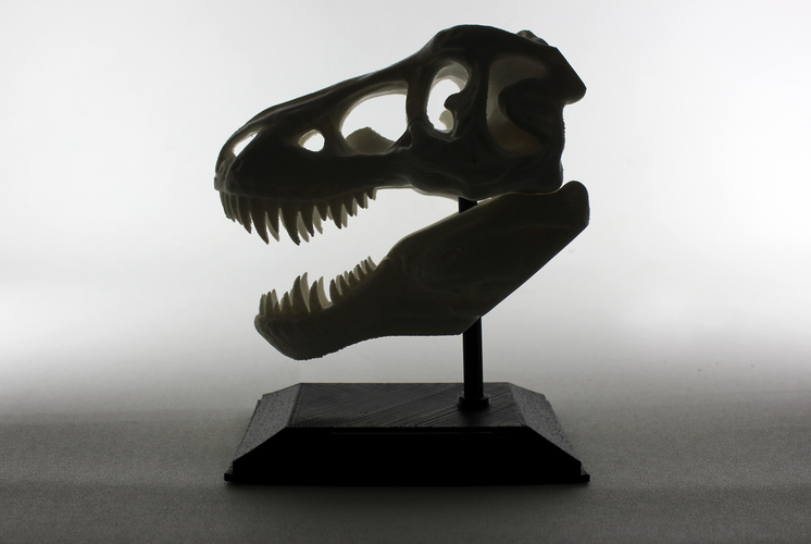 The T-Rex Skull 3D Print 2550 The T-Rex Skull 3D Print 2550
