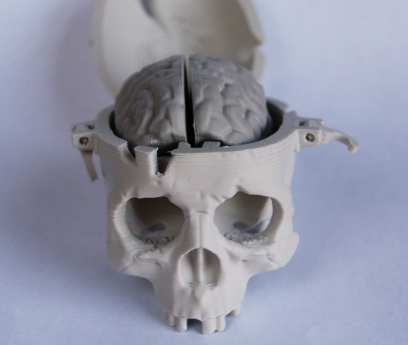 Boneheads: Skull Box w/ Brain - via 3DKitbash.com 3D Print 3184 Boneheads: Skull Box w/ Brain - via 3DKitbash.com 3D Print 3184