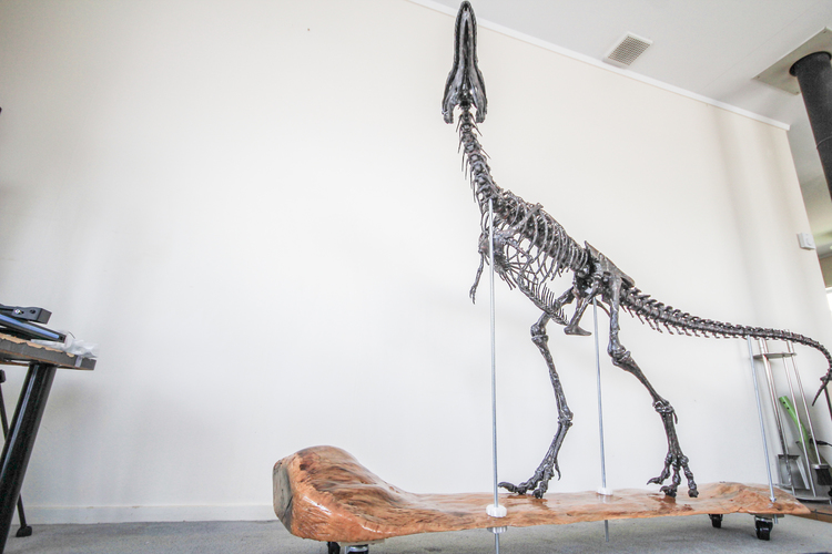 Life size baby T-rex skeleton - Part 01/10 3D Print 34927 Life size baby T-rex skeleton - Part 01/10 3D Print 34927